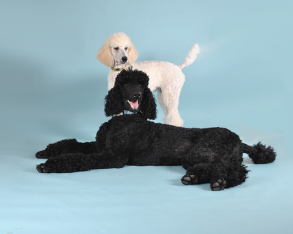 Toy poodle outlet breeders of merit